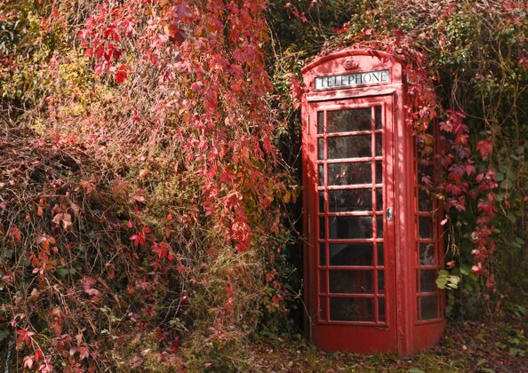 呼叫红色的常春藤开始覆盖德文郡乡村的电话亭城市公共伦敦