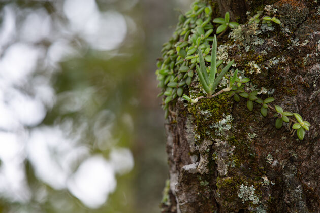 福勒斯特新鲜树干的特写照片现实丛林花