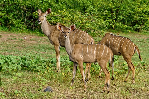 野生动物美丽的镜头 三个库杜走在一起 在白天绿色的大自然包围荒野田野羚羊
