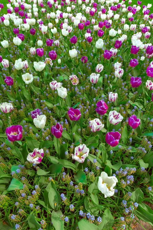 花卉郁金香领域在基恩霍夫花园 利斯 荷兰 荷兰粉色植物花卉