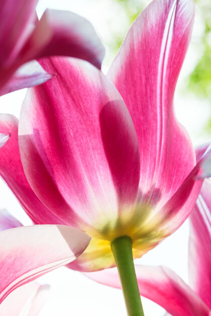 芽五颜六色的郁金香接近蓝天在基肯霍夫花园 利斯 荷兰 荷兰绿色粉色公园
