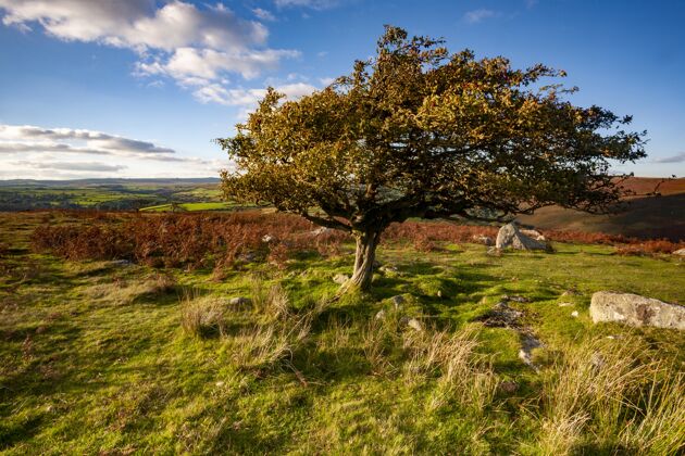 国家在英国德文郡达特摩尔国家公园 阳光下绿树环绕季节乡村绿化