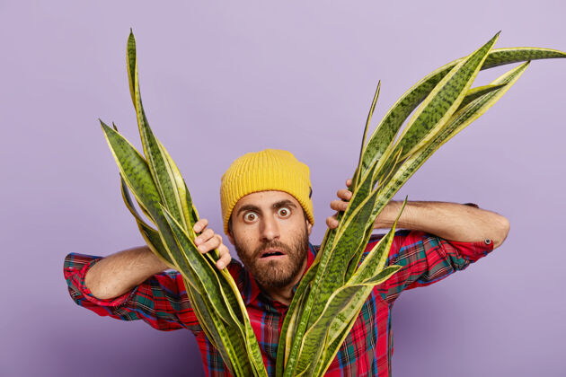 惊讶惊讶的男性植物学家或花匠的横拍透过三叶草带着惊愕的表情看 给人印象深刻 戴着黄色的头饰和时髦的衬衫 在家照顾室内植物胡茬头饰人