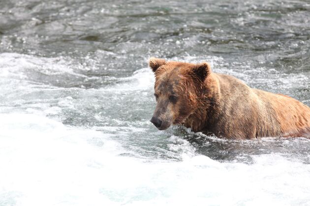 国家棕熊在阿拉斯加的河里捕鱼捕获自然鱼