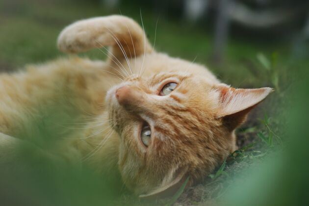 猫一只棕猫躺在草地上的特写镜头宠物草地哺乳动物
