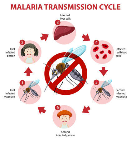 疟疾疟疾传播周期和症状信息图令人毛骨悚然传播自行车
