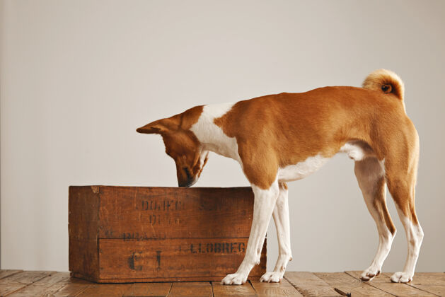 血统棕色和白色的basenji犬嗅着空气 看着白色墙壁工作室里的一个老式棕色酒盒盒子肖像木头