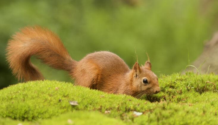 棕色一只可爱的棕色狐狸松鼠的选择性聚焦镜头毛茸茸的红色松鼠