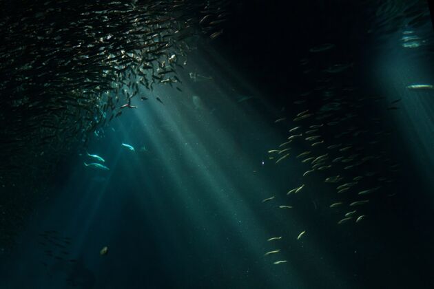 水族馆夜晚的水族馆生命照明海洋