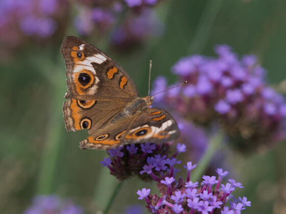 昆虫小花上有斑点的木蝴蝶的选择性聚焦镜头自然昆虫飞行
