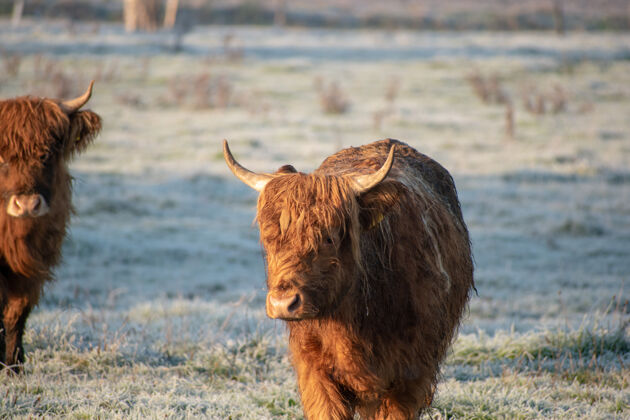 农场棕色的水牛在雪地里行走景观步行草地
