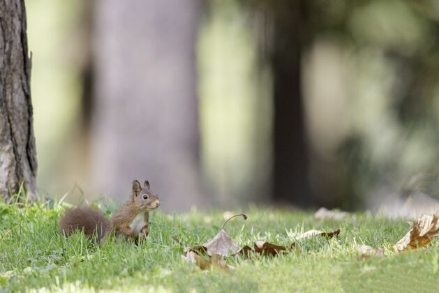 啮齿动物森林里红松鼠的选择性聚焦镜头哺乳动物动物自然