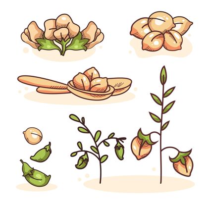 豆类手工绘制鹰嘴豆和植物收藏绿色豌豆大豆