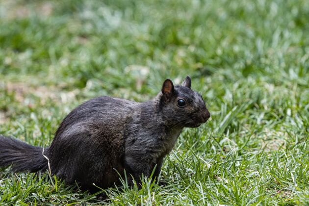 植物松鼠站在草地上小田野灰色