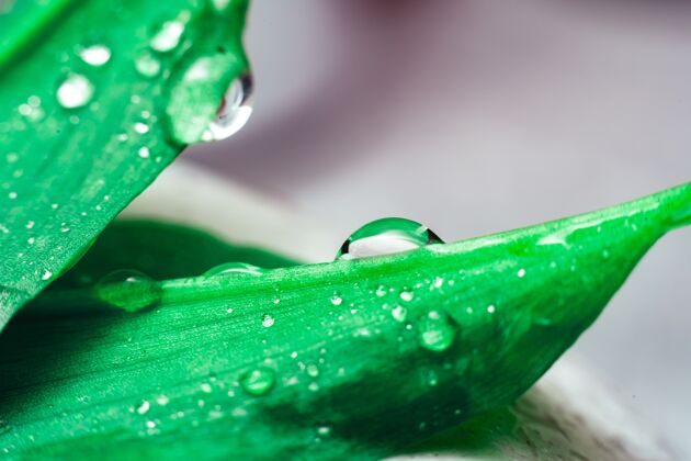 有机茂密的水滴挂在一片绿色的丛林叶子上花明亮植物