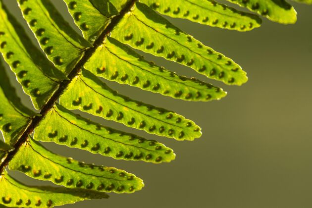 自然绿色植物叶子的特写镜头花花瓣植被