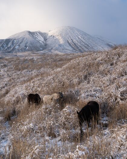 乡村一些马在山附近的草地上吃草的垂直镜头户外树雪