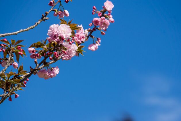 自然蓝色天空下绽放花朵的低角度镜头生长光木