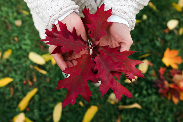 自然秋叶在女人手里举行季节秋天