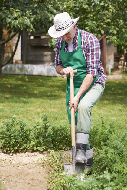 收获园丁在春天照料花园退休园艺工作