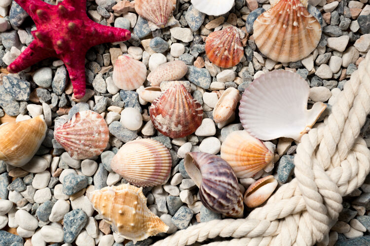 岩石美丽的背景与五颜六色的贝壳和绳索躺在海边小收集热带