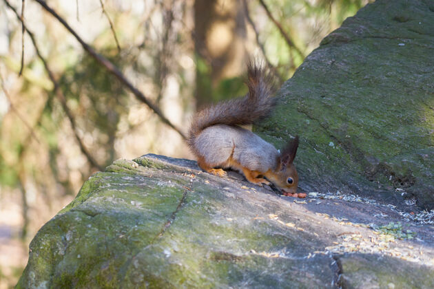 美国松鼠坐在石头上晒太阳 吃坚果棕色小动物