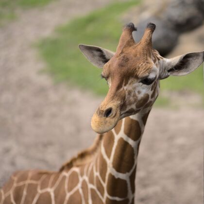 长颈鹿阳光下长颈鹿的特写镜头非洲稀树草原公园