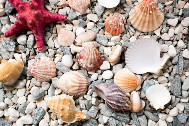 海岸特写纹理的海底覆盖着五颜六色的贝壳和海星海滩鹅卵石墙纸