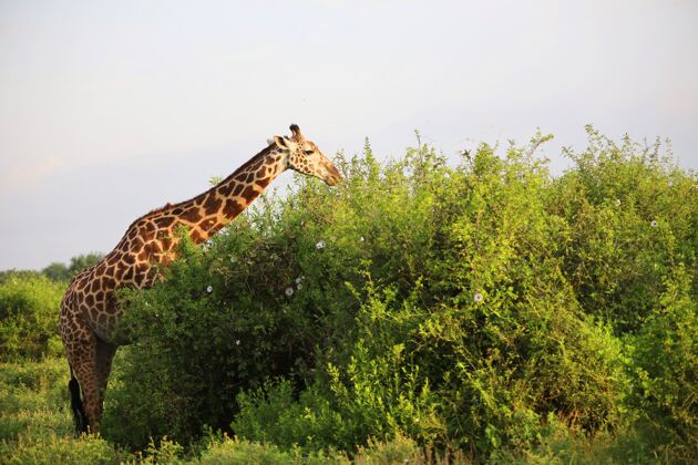 野生动物园可爱的马萨长颈鹿在察沃东部国家公园 肯尼亚 非洲坦桑尼亚每个国家