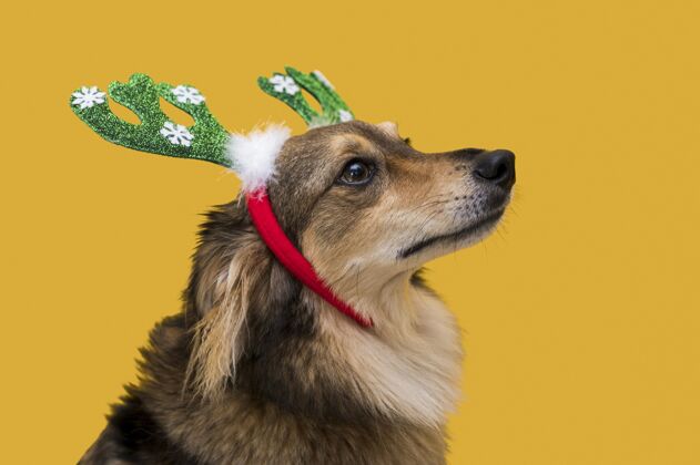 动物可爱的圣诞概念狗的正面图美丽特写家养动物