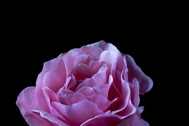 粉红色黑底粉红玫瑰特写镜头明亮花园红色