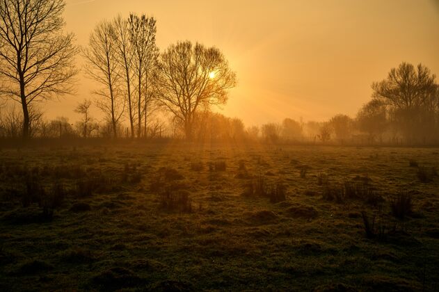 光阳光照在田野上的树木的剪影户外草地面