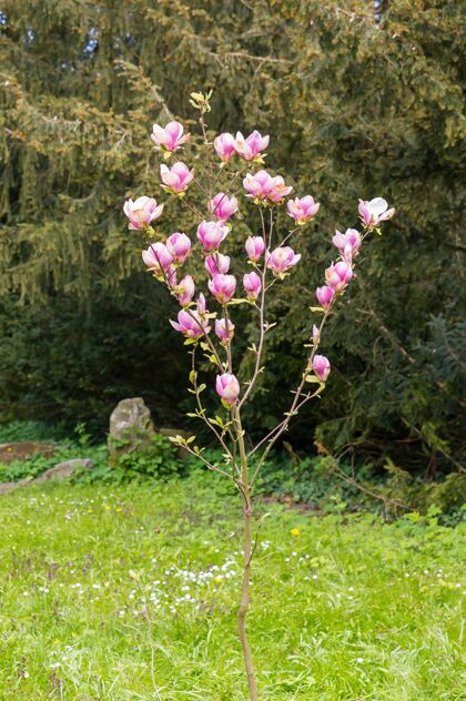 开花一棵树的垂直镜头 粉红色的花被其他树包围天空植物绿色