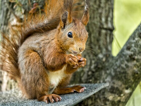 蓝色阳光下树枝上松鼠的特写镜头野生动物照片动物