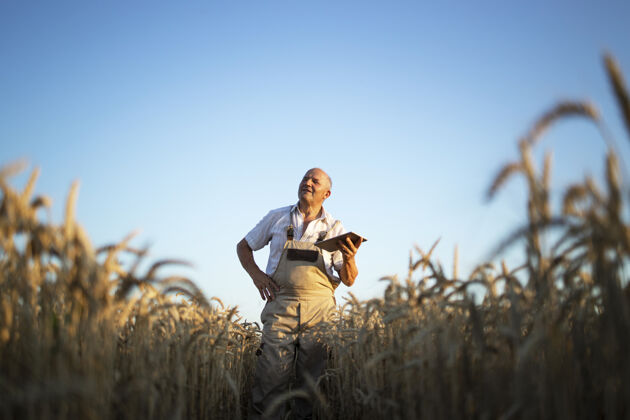 农田麦田里的高级农艺师手持平板电脑 在收割前检查庄稼的画像人农学无线