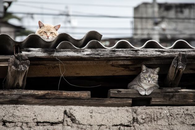 建筑一只灰色的猫躲在屋顶下 而另一只猫在屋顶休息的美丽照片家庭爪子家猫