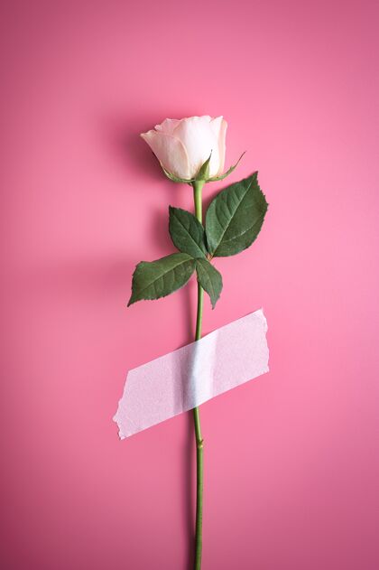明亮垂直拍摄的白色美丽的玫瑰贴在粉红色的墙上浪漫花束颜色