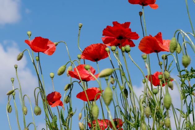 农业在阳光明媚的夏日特写镜头中 红色罂粟花在蓝天下美丽绽放乡村白天季节