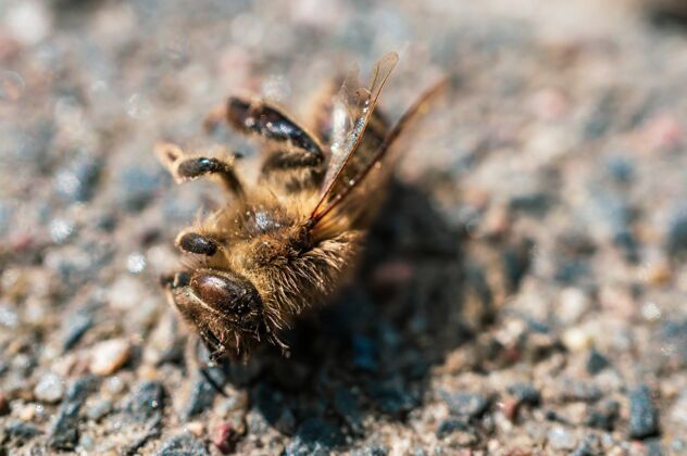 昆虫一只死蜜蜂在卵石表面的特写镜头地面天线虫子