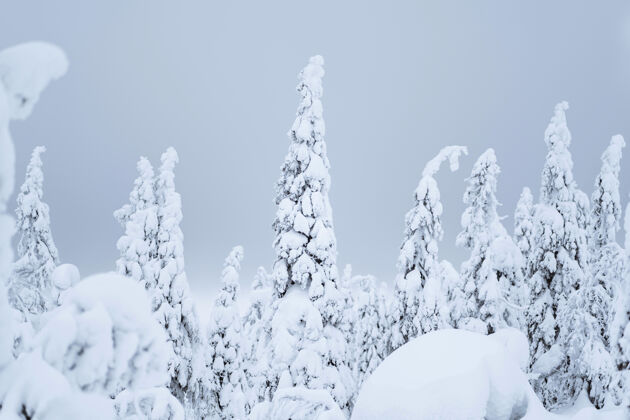 自然云杉树被雪覆盖在里什通图里国家公园 芬兰树叶冷杉多云