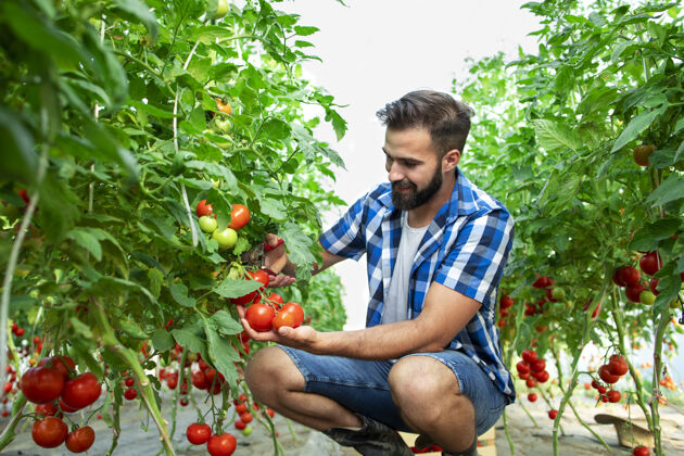 健康农民正在采摘新鲜成熟的西红柿蔬菜准备上市销售板条箱胡须农场