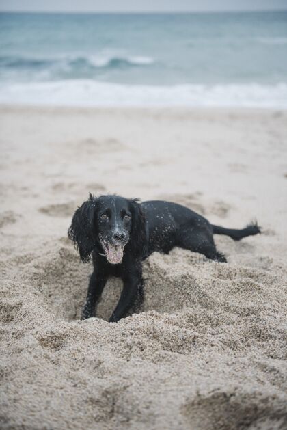 天空一只可爱的黑色猎犬在沙滩上玩沙子的垂直镜头海滩可卡犬海浪
