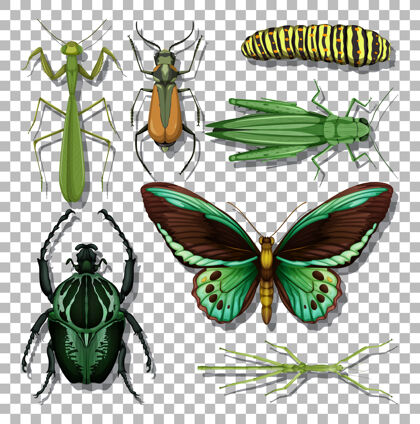 昆虫透明背景上的一组不同的昆虫蟋蟀系列蠕虫