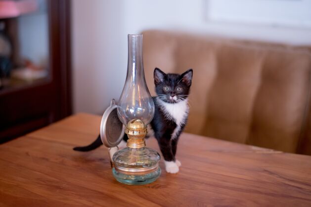 说谎一只黑白相间的小猫站在一张桌子上的灯笼旁的美丽景色房子家可爱