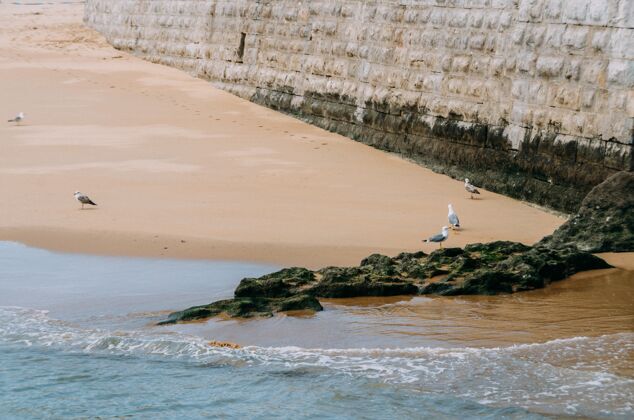 海岸海滩上有海鸥穿过 被海水和阳光下的墙壁包围着古老沙滩海鸥
