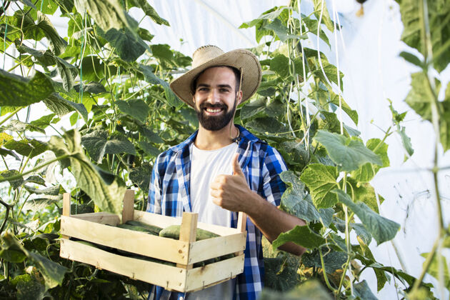 种植者成功的年轻留着胡子的农民的肖像 他们举着大拇指 在温室里放满了新鲜黄瓜农业工人自然