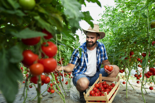 人农场主采摘新鲜成熟的西红柿蔬菜 放进木箱园艺维生素年轻