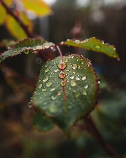 生长植物叶子上水滴的特写镜头脆弱性水多色