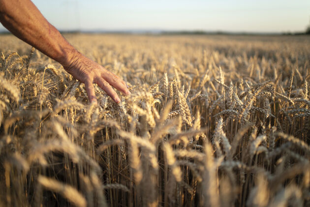 栽培日落时分 农民们的手在麦田里翻庄稼农民农学所有者