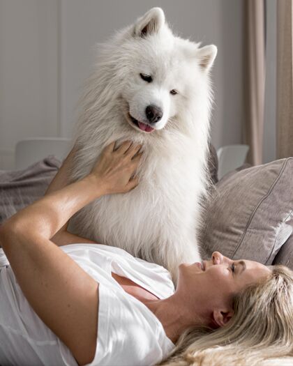 萨莫耶德狗美丽可爱的狗和女人家动物感情